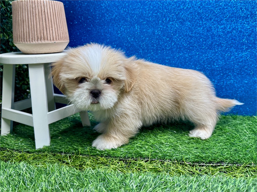 Male Shih Tzu