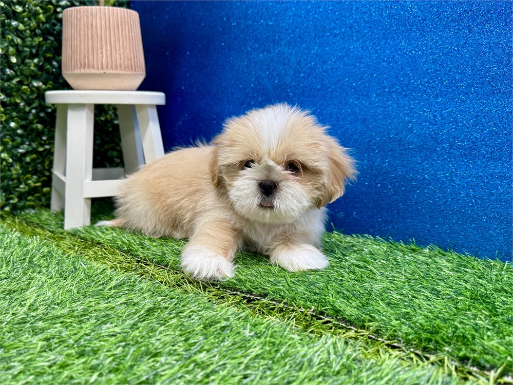 Male Shih Tzu