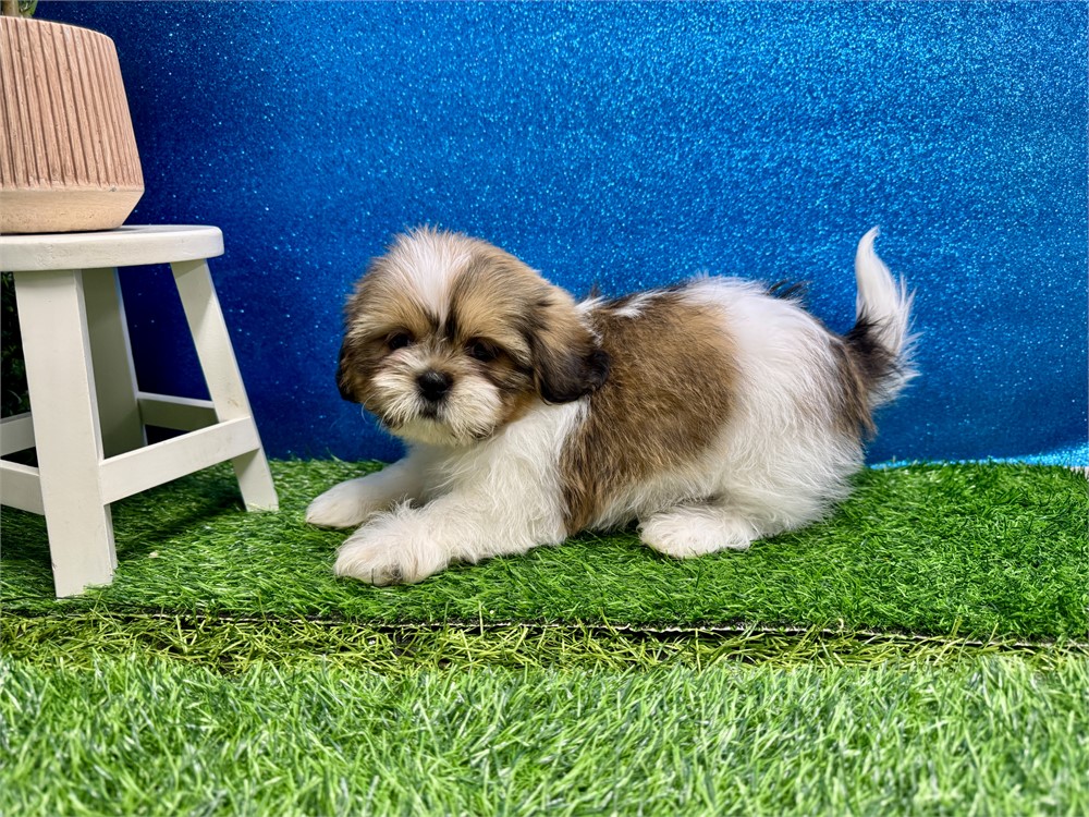 Male Shih Tzu