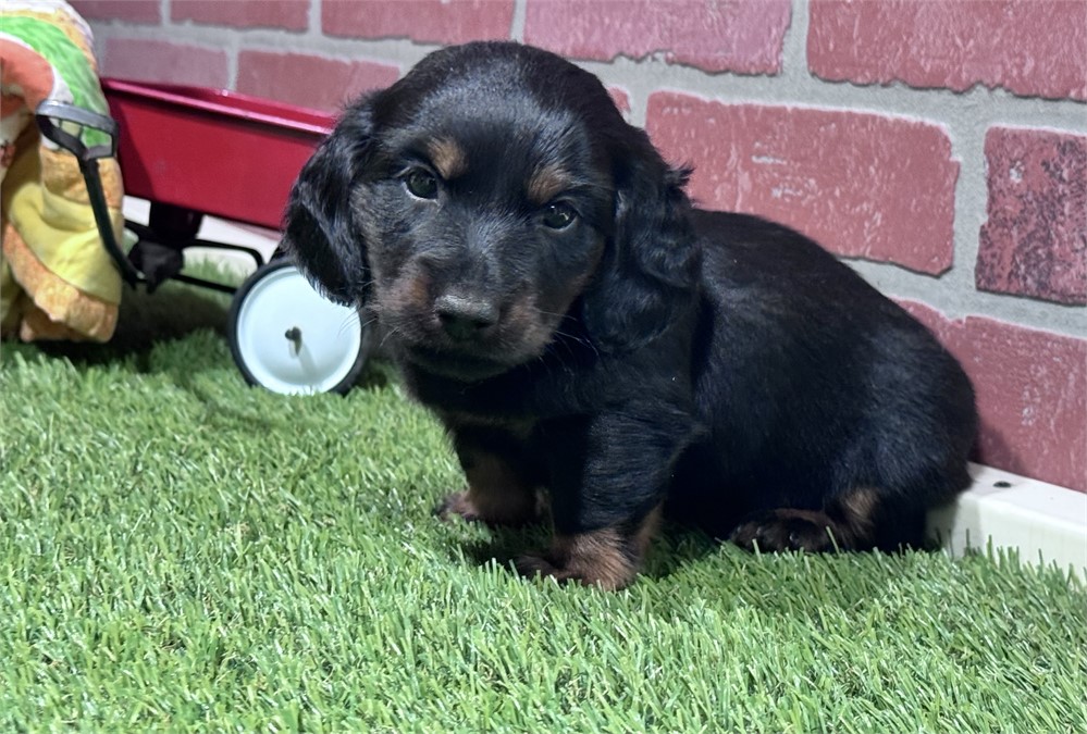Black/tan male 980