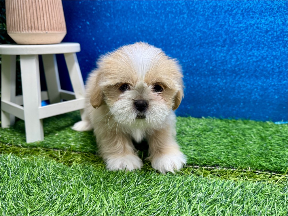 Male Shih Tzu