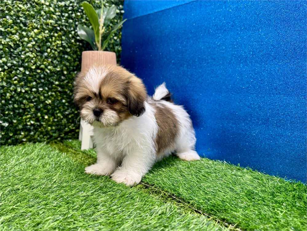 Male Shih Tzu