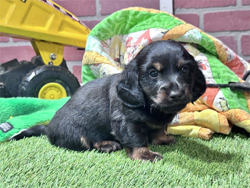 Black/tan male 980