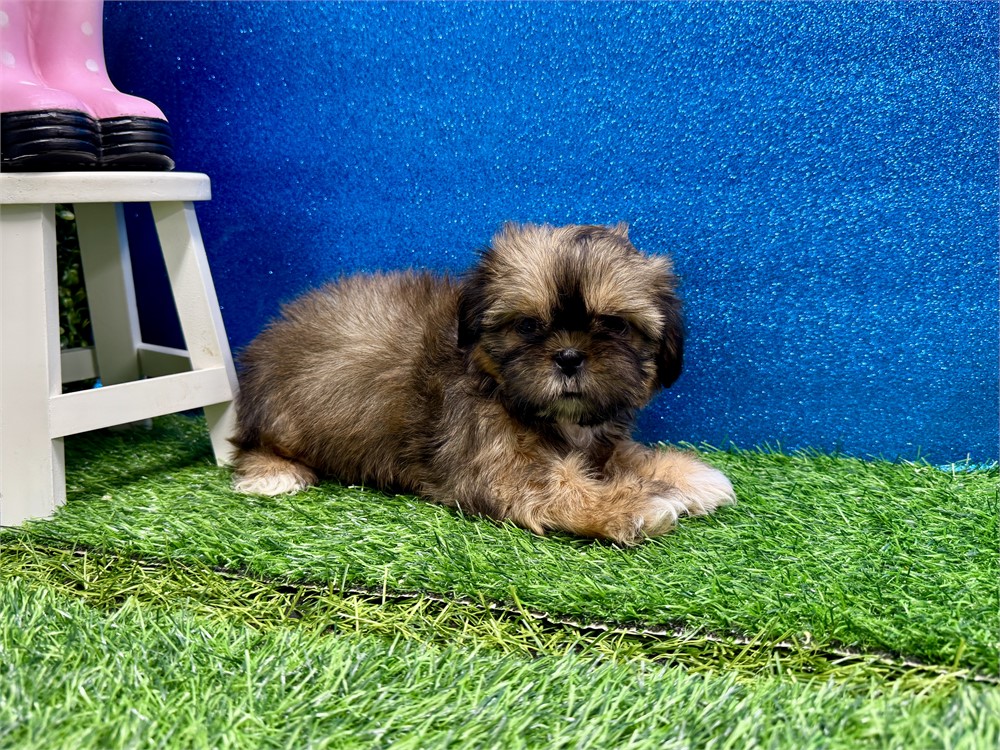Female Shih Tzu