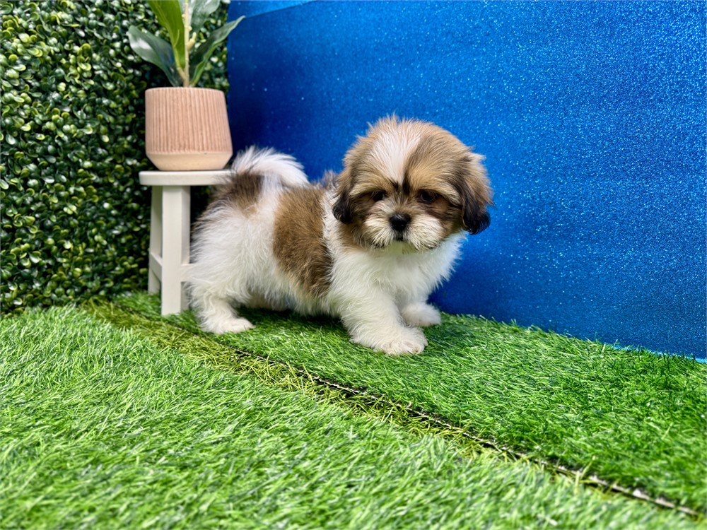 Male Shih Tzu