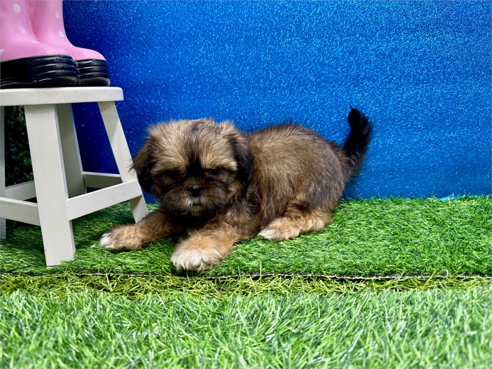 Female Shih Tzu