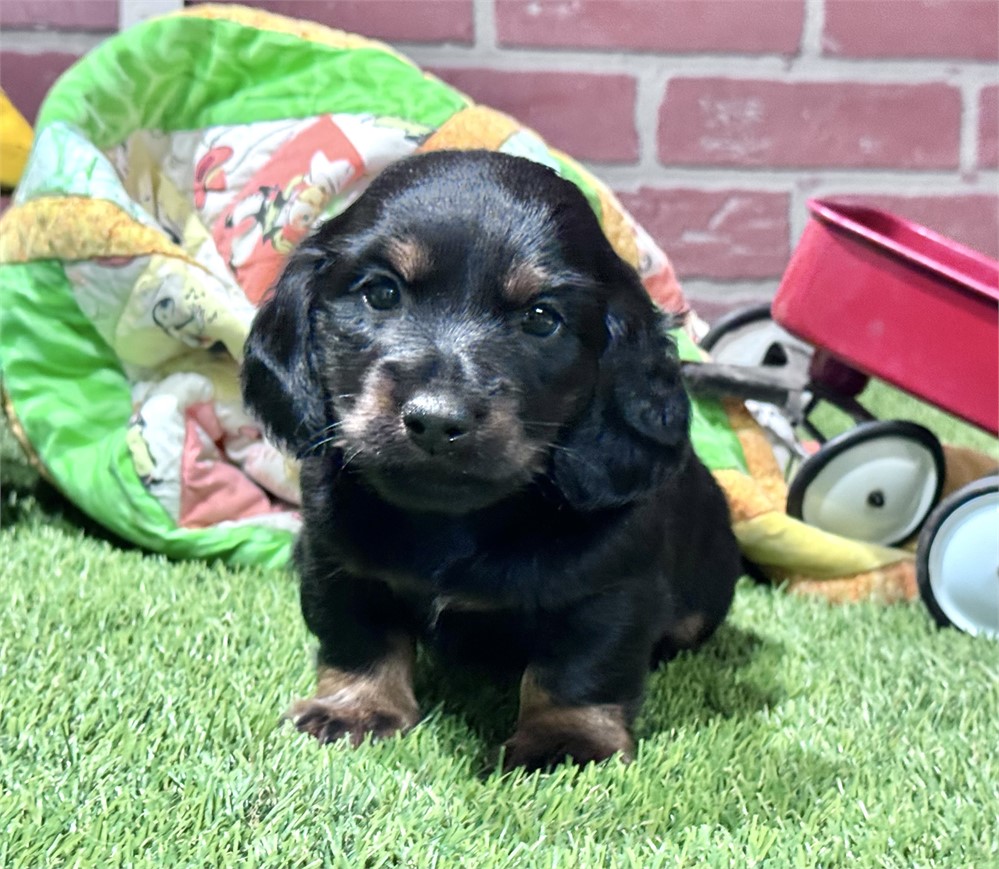 Black/tan male 980