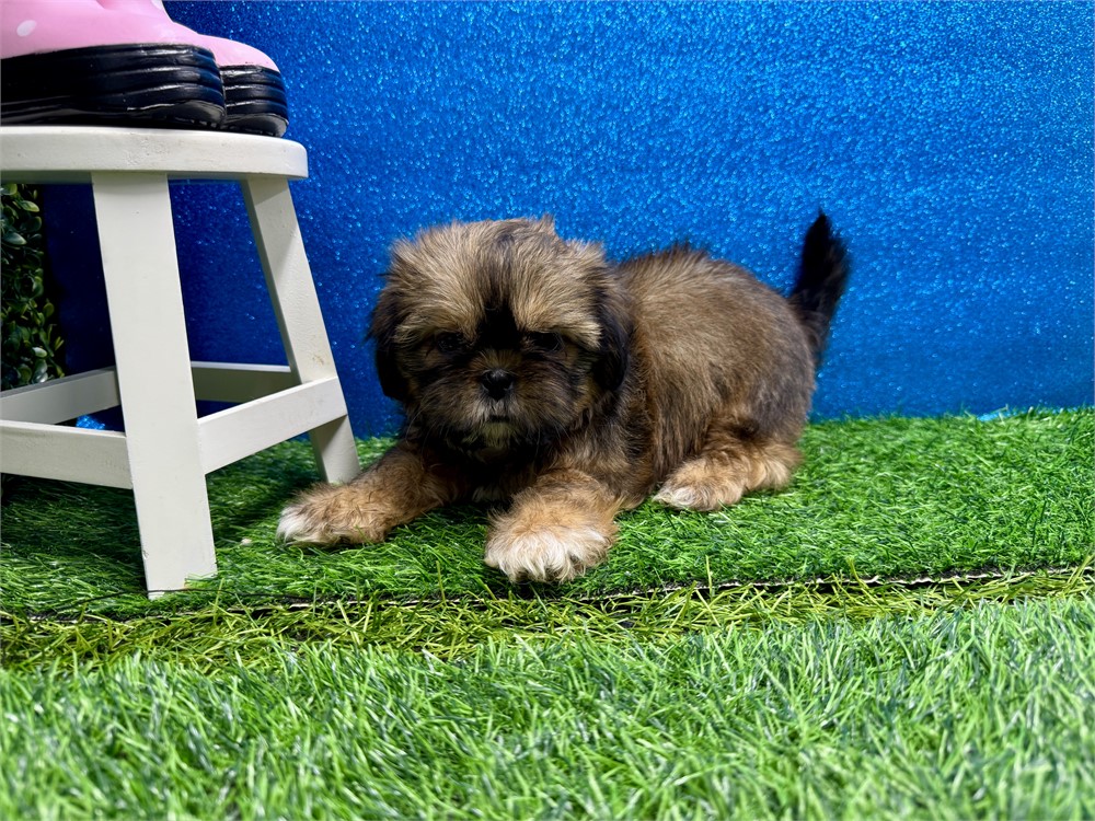 Female Shih Tzu