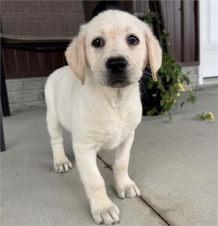 ACA English Labrador - Eddy