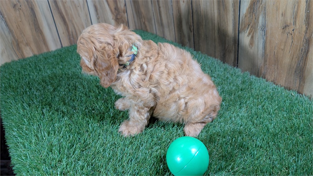 Red Cavapoo Male