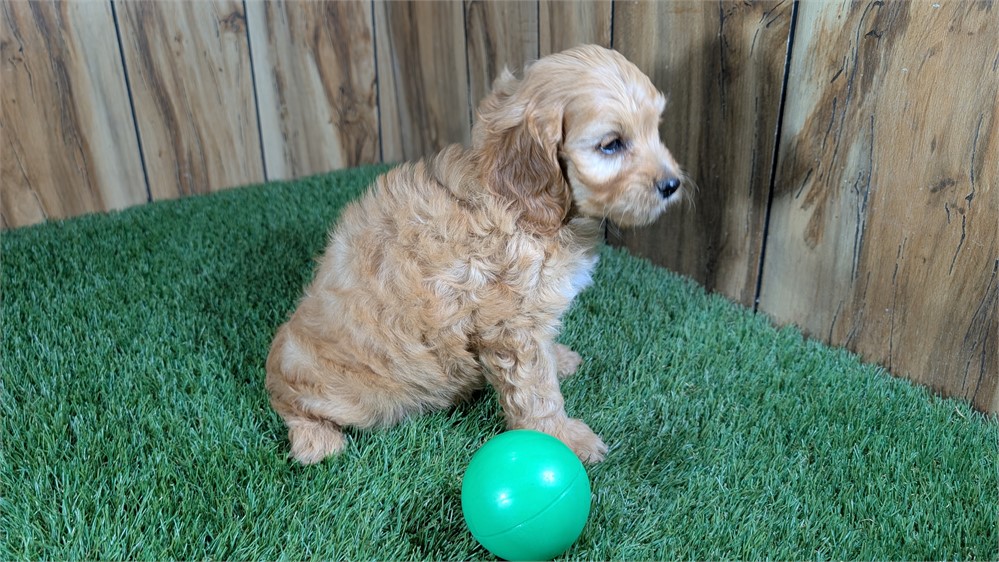 Red Cavapoo Male