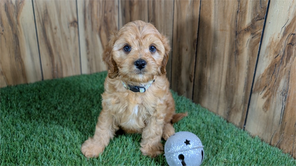 Red Cavapoo Male
