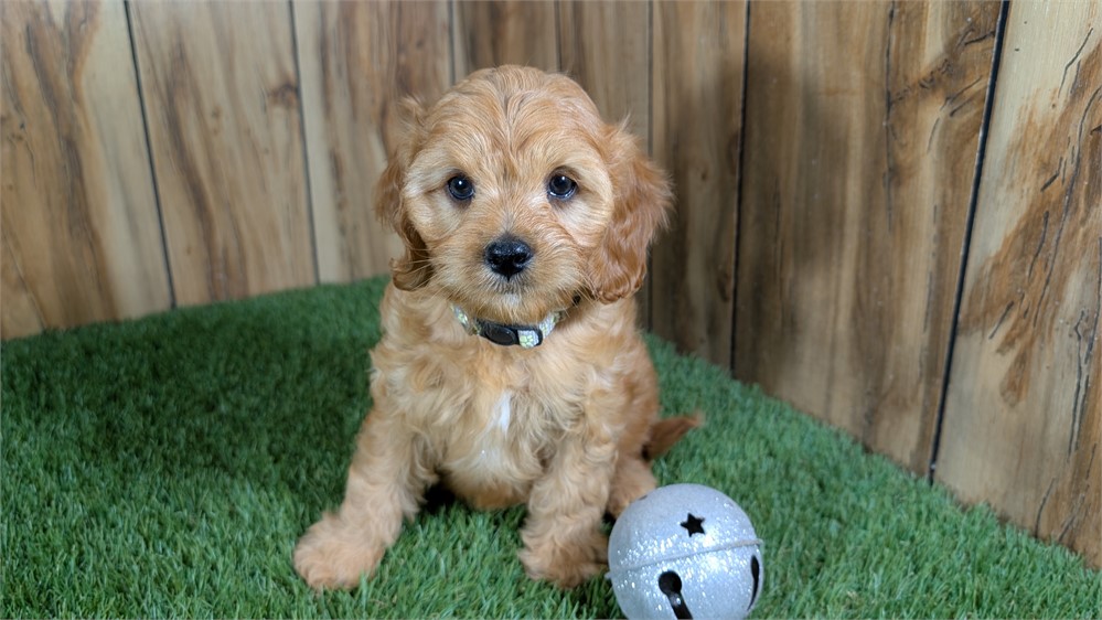 Red Cavapoo Male