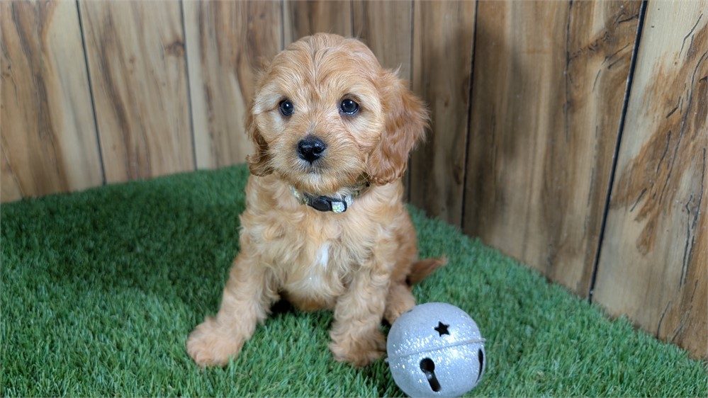 Red Cavapoo Male