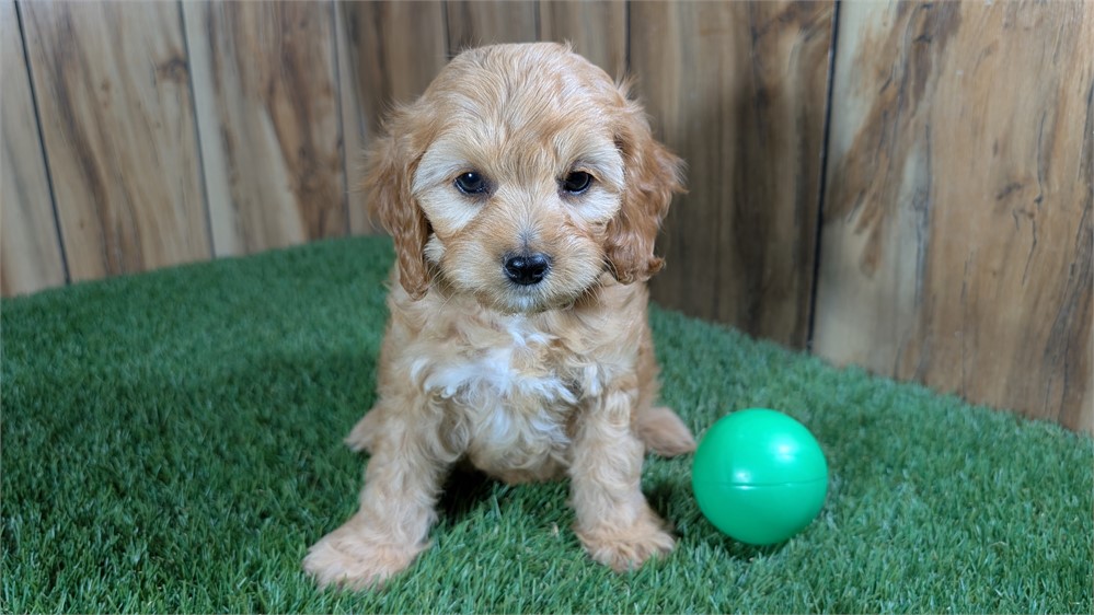 Red Cavapoo Male