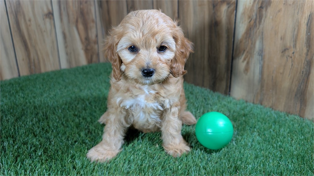 Red Cavapoo Male