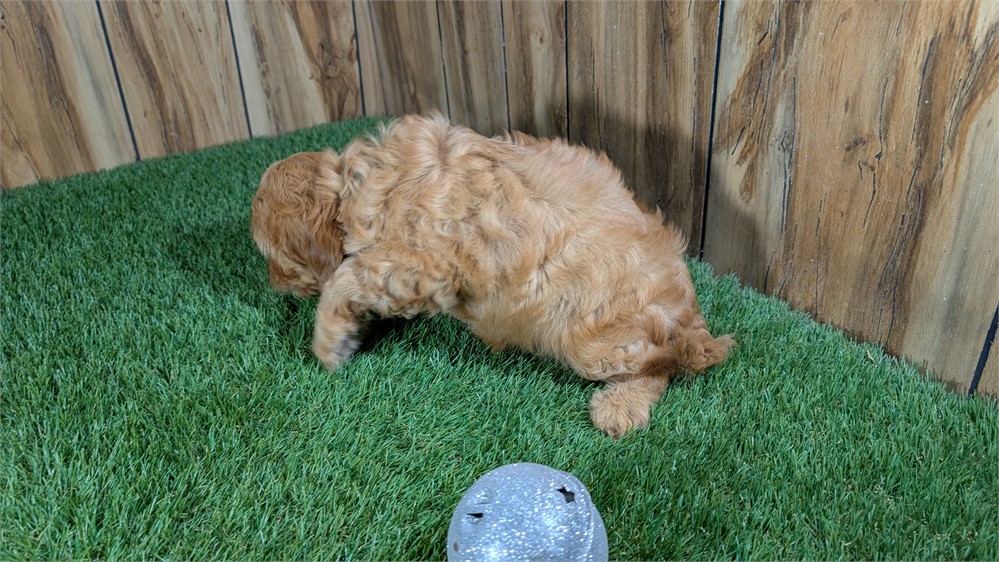 Red Cavapoo Male