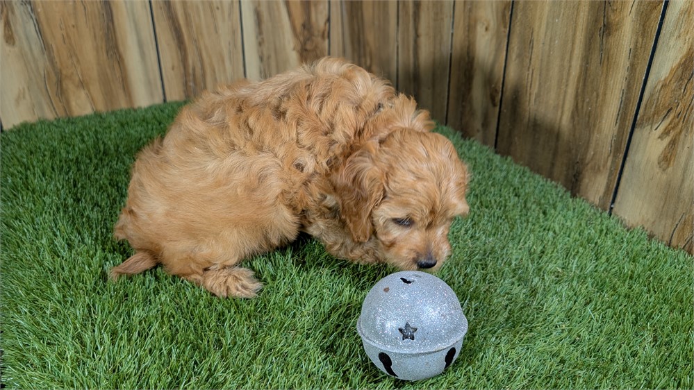 Red Cavapoo Male