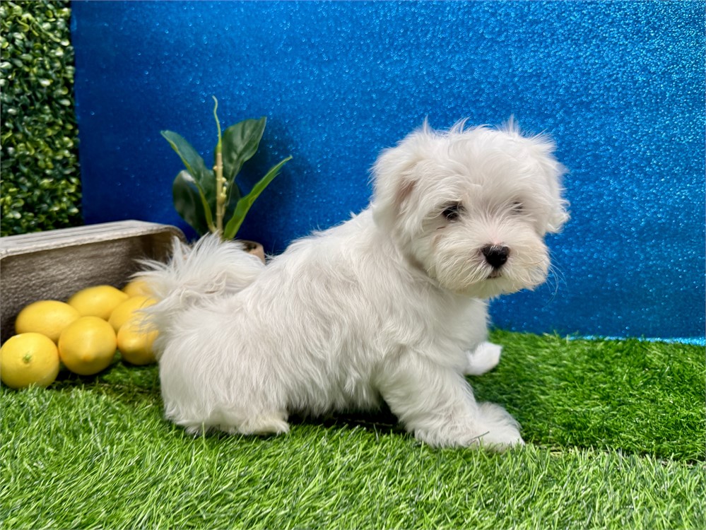 Male Maltese