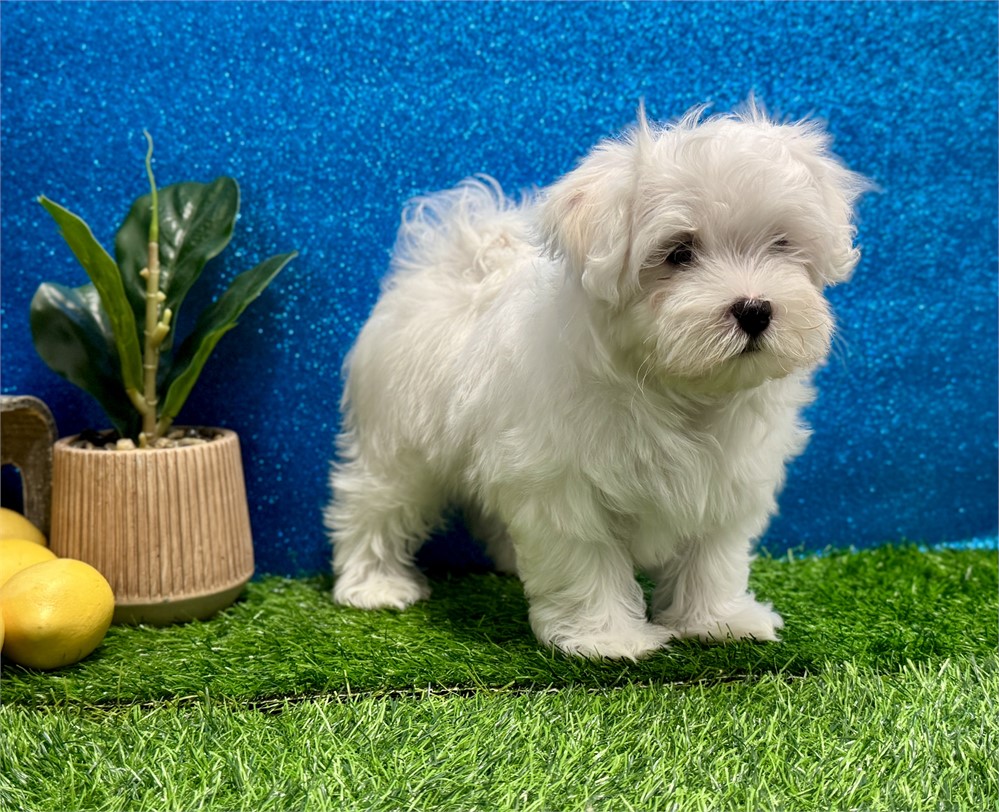 Male Maltese