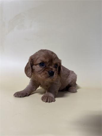 CKC DOB 4/18