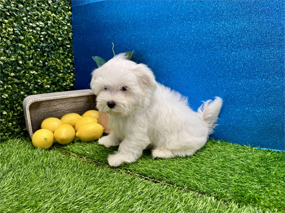 Male Maltese