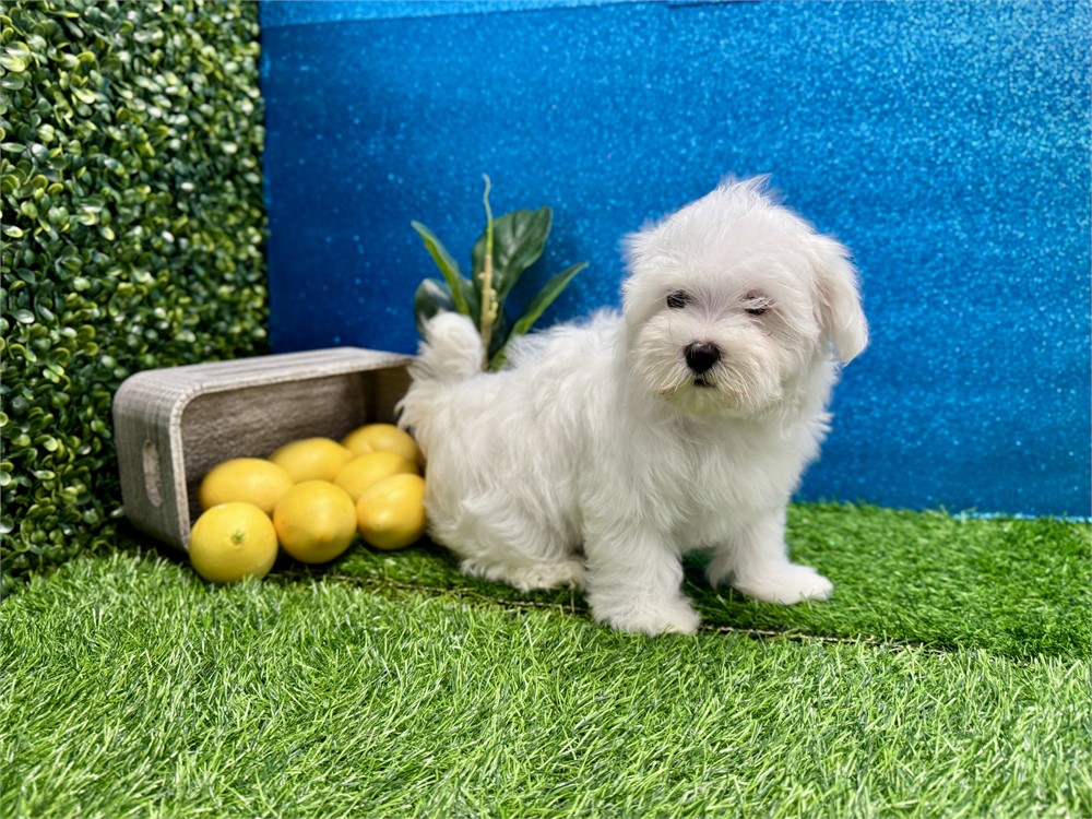Male Maltese
