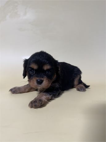 CKC DOB 4/18