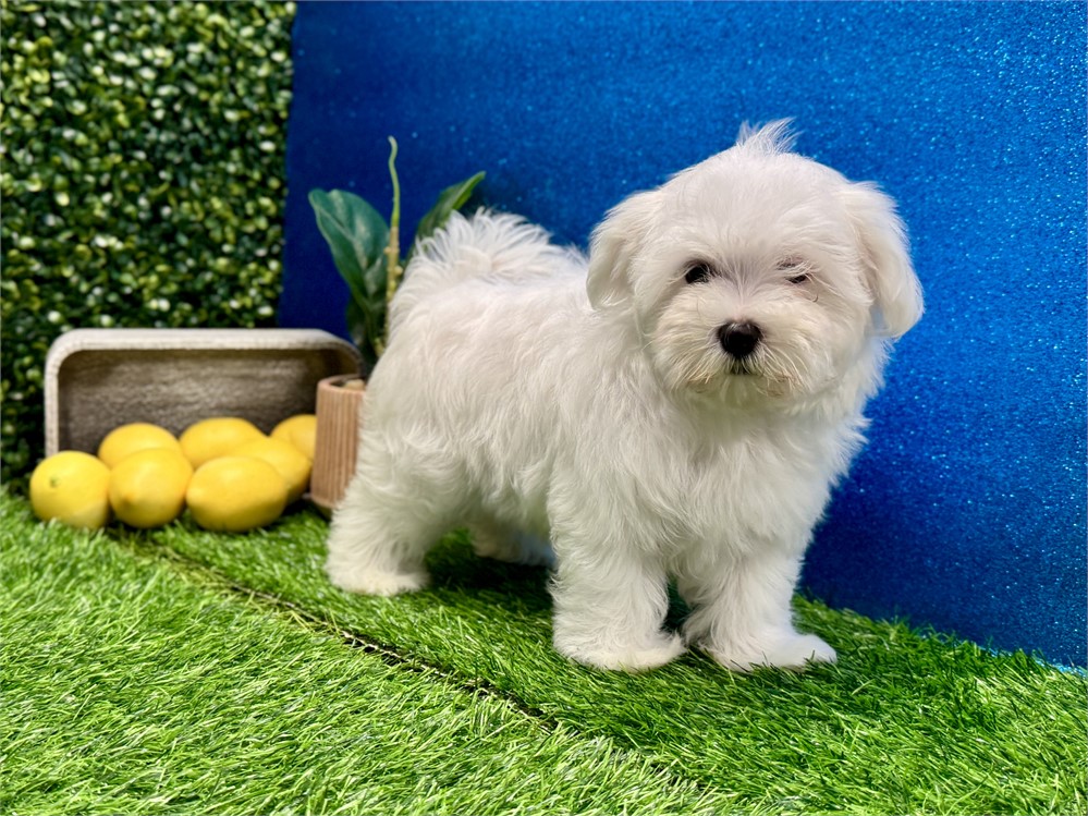 Male Maltese