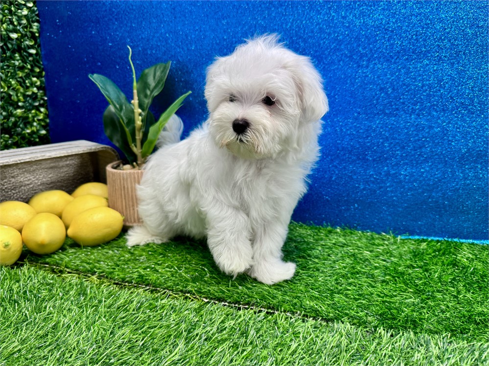 Male Maltese
