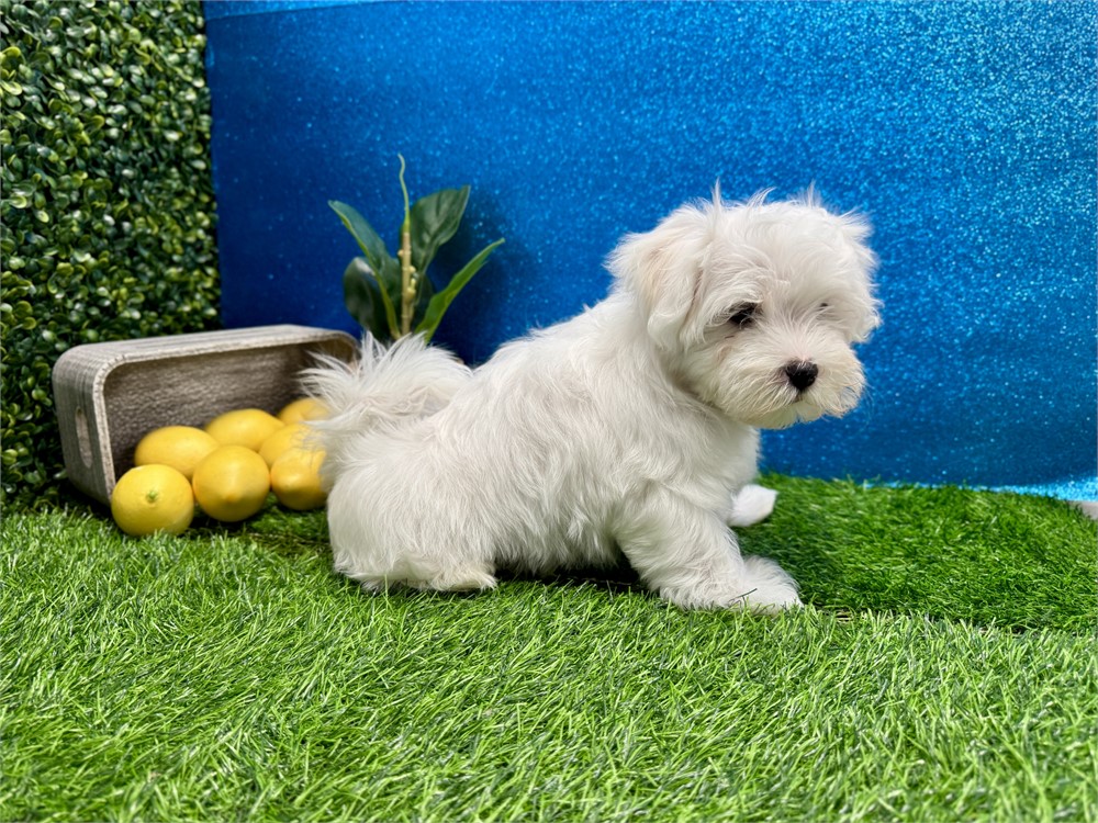 Male Maltese