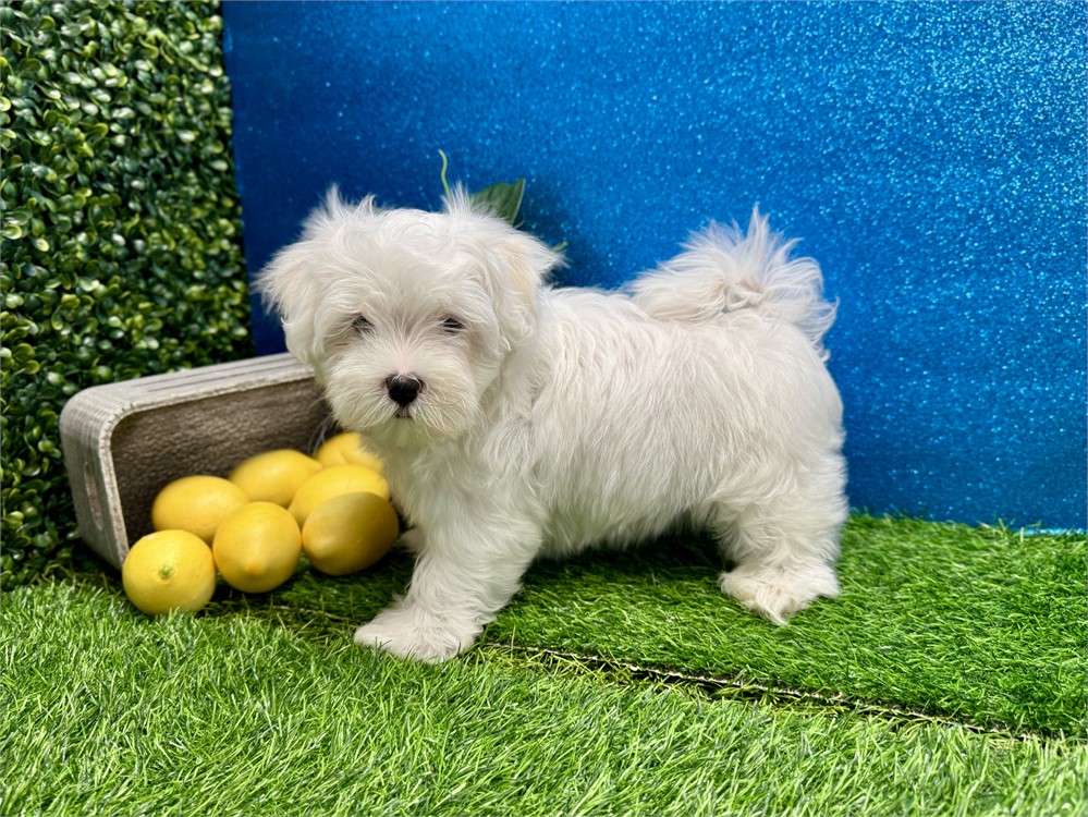 Male Maltese