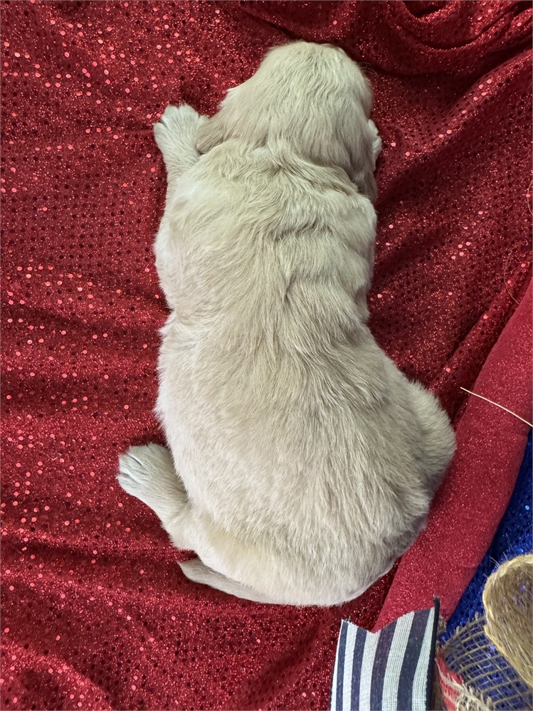 Female Golden Retriever-Peaches