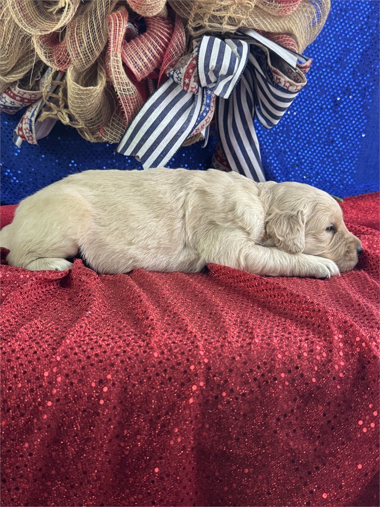 Female Golden Retriever-Peaches