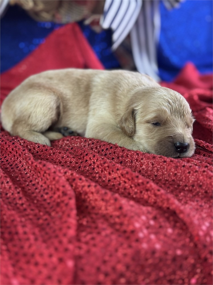 Female Golden Retriever-Tia