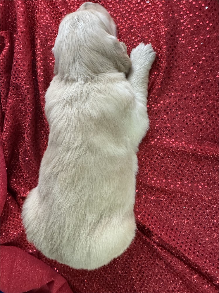 Male Golden Retriever-Pete