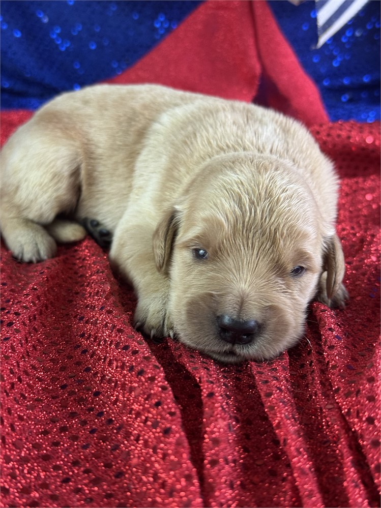 Female Golden Retriever-Tia