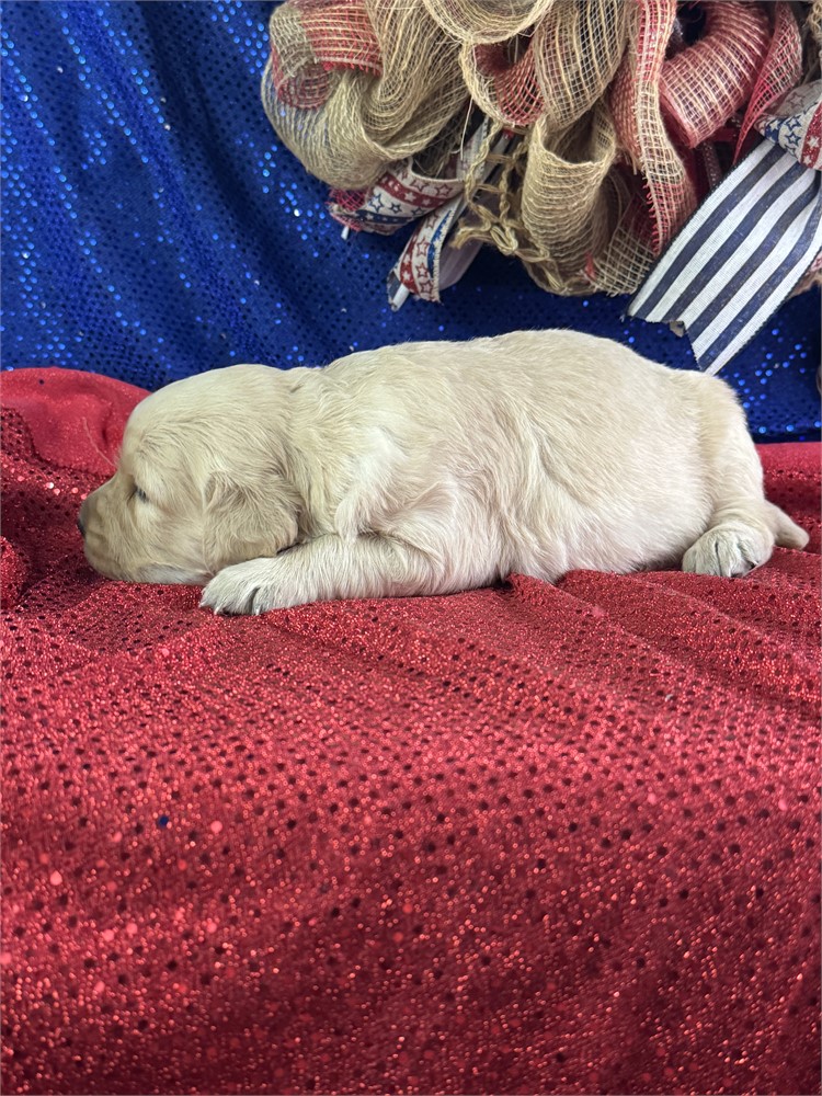 Female Golden Retriever-Peaches
