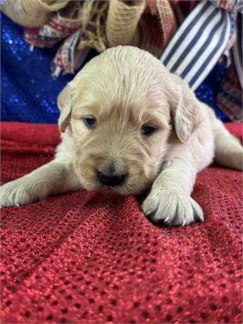 Female Golden Retriever-Peaches