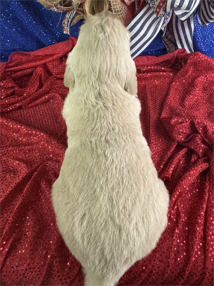Male Golden Retriever-Peter