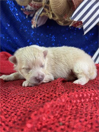 White Pomeranian Female- Rosa