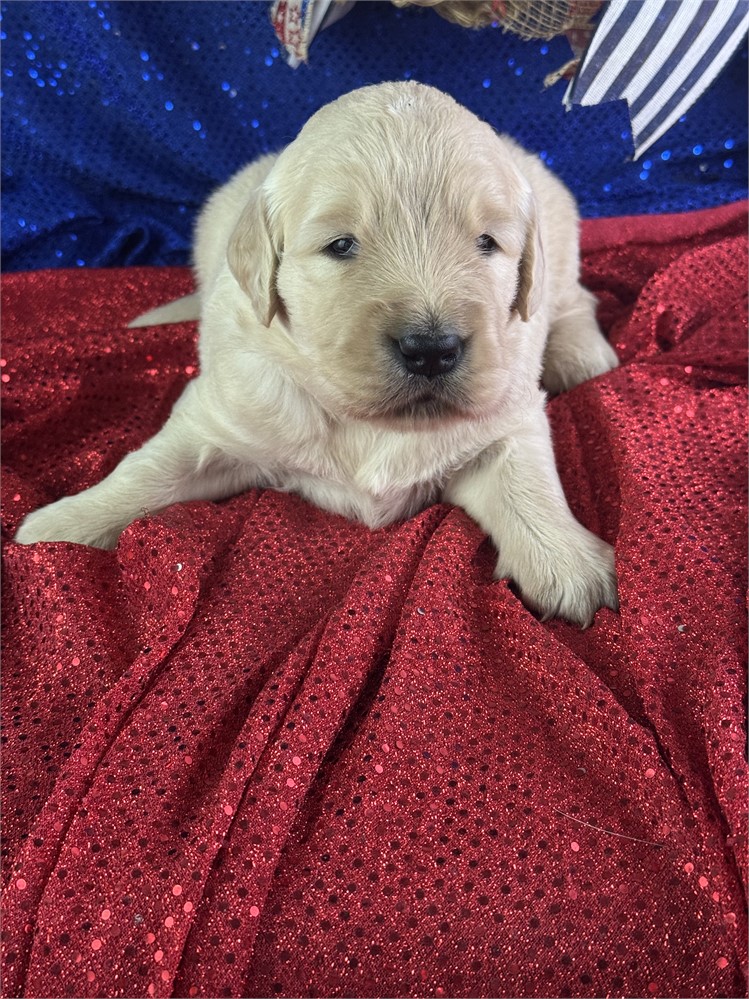 Male Golden Retriever-Peter