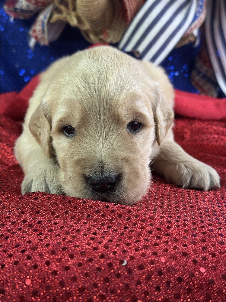 Male Golden Retriever-Pete