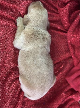 Female Golden Retriever-Tia