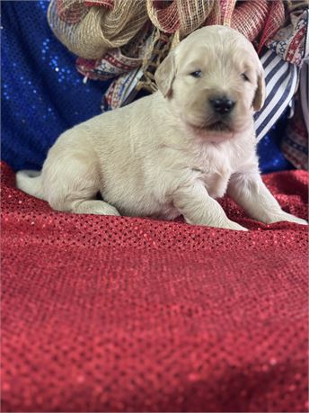 Male Golden Retriever-Peter
