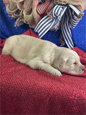 Male Golden Retriever-Pete