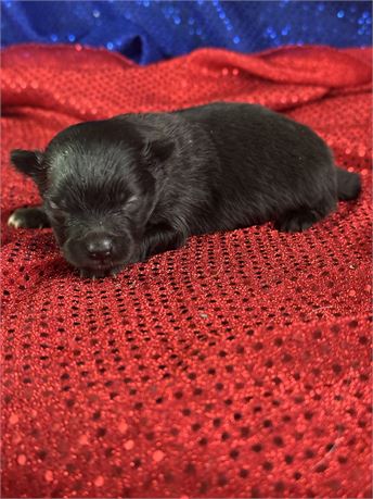 Black Pomeranian Male- Rolex