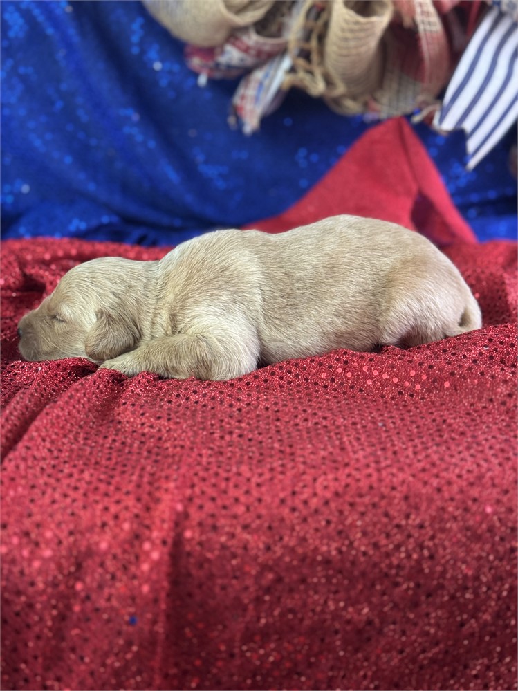 Female Golden Retriever-Tia