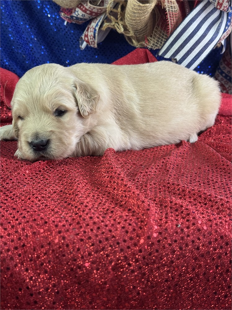 Male Golden Retriever-Pete