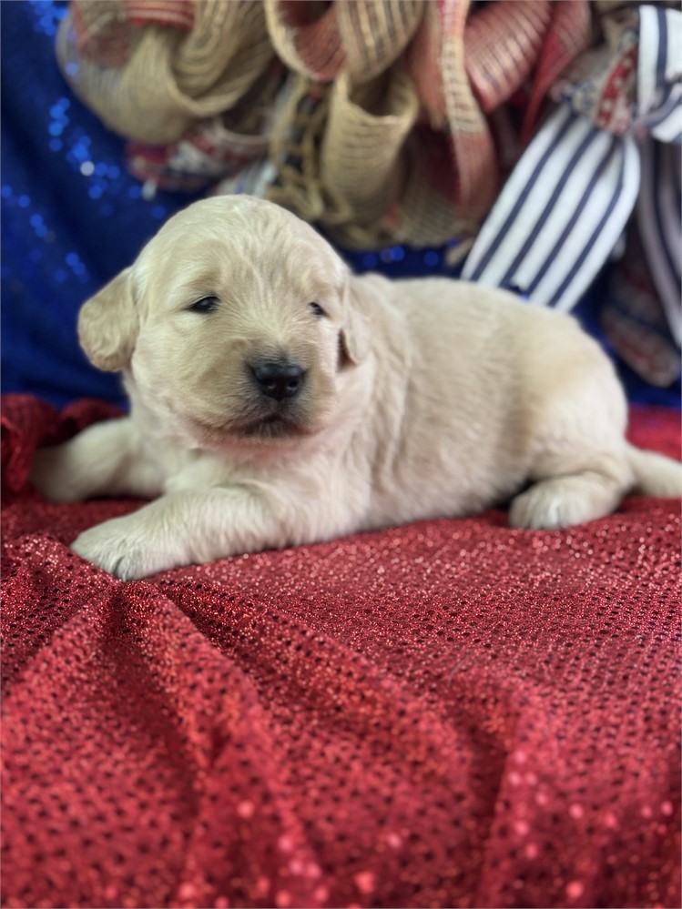 Male Golden Retriever-Peter